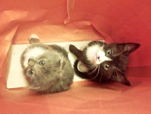 Baietel  superbisim Scottish straight bicolor, cauta Om de nadejde - imagine 2