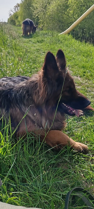 Vînd Femelă C.G cu păr lung - imagine 2