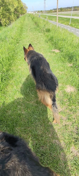 Vînd Femelă C.G cu păr lung - imagine 4