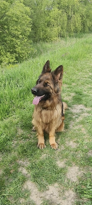 Vînd Femelă C.G cu păr lung