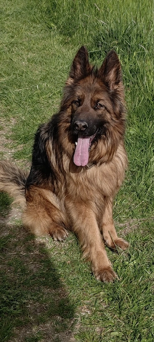 Vînd Femelă C.G cu păr lung - imagine 3