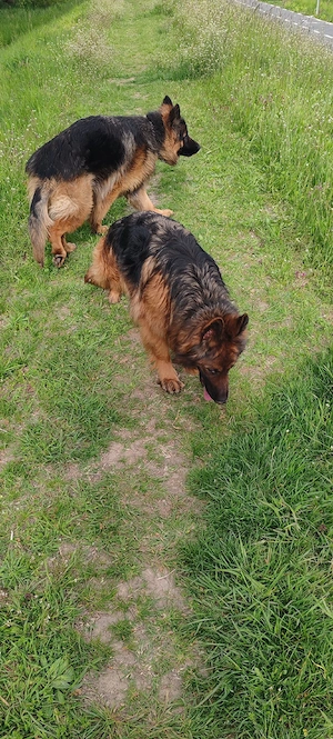 Vînd Femelă C.G cu păr lung - imagine 5