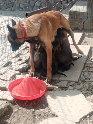 Pui Belgian Malinois pret fix
