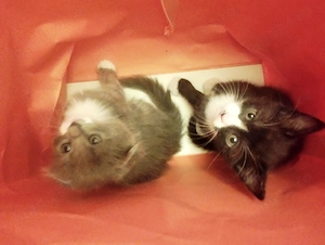 Baietel  superbisim Scottish straight bicolor, cauta Om de nadejde - imagine 3