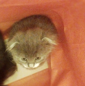 Baietel  superbisim Scottish straight bicolor, cauta Om de nadejde - imagine 4