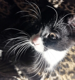 Baietel  superbisim Scottish straight bicolor, cauta Om de nadejde - imagine 6