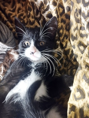 Baietel  superbisim Scottish straight bicolor, cauta Om de nadejde - imagine 5