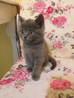 british shorthair crem si blue - imagine 2