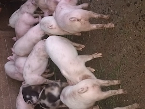 Purcei de 10 saptamani de vanzare 