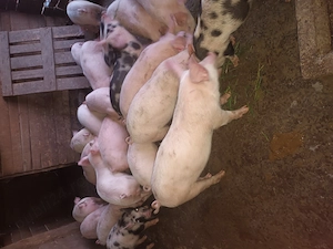 Purcei de 10 saptamani de vanzare  - imagine 3