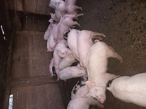 Purcei de 10 saptamani de vanzare  - imagine 2