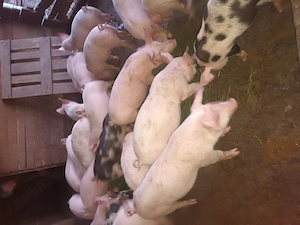 Purcei de 10 saptamani de vanzare  - imagine 4