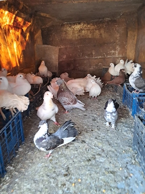 porumbei de vanzare - imagine 3