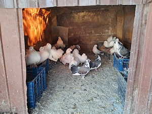 porumbei de vanzare - imagine 2