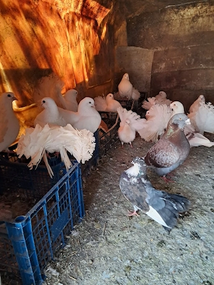 porumbei de vanzare - imagine 4