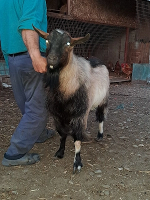 Tap de vanzare - imagine 4