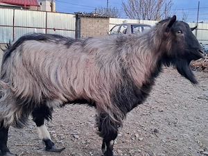 Tap de vanzare - imagine 3