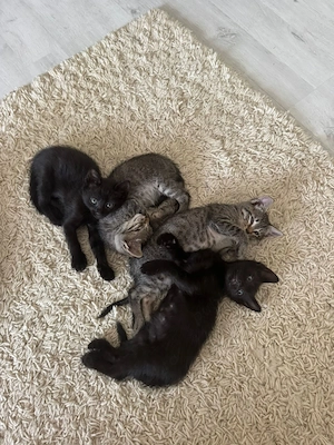 Donație pui pisica rasa comună 