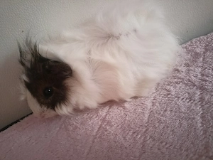 Porc de Guinea cobaii 