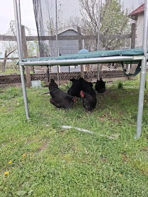 Gaini australorp 2025
