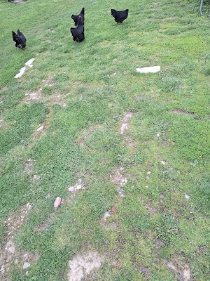 Gaini australorp 2025 - imagine 2