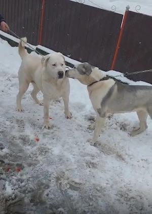 De vanzare femela asia centrala mai multe detali in privat - imagine 2