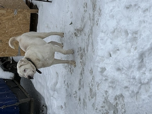 De vanzare femela asia centrala mai multe detali in privat - imagine 3