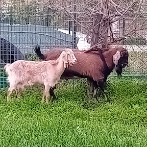 țap de vânzare  - imagine 2