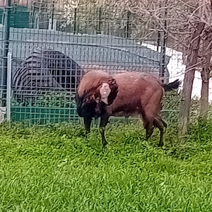 țap de vânzare  - imagine 4