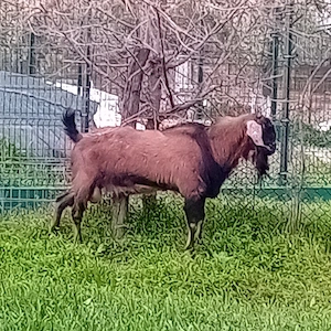 țap de vânzare  - imagine 3