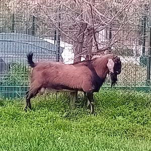 țap de vânzare  - imagine 5