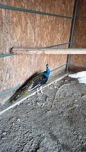 Vand ford focus - imagine 3