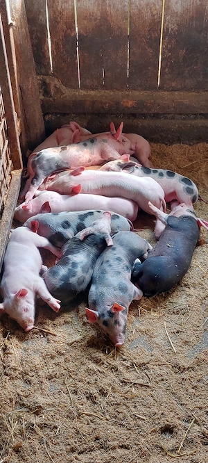 Purceii de vânzare Duroc cu Pietrain și Marele Alb 