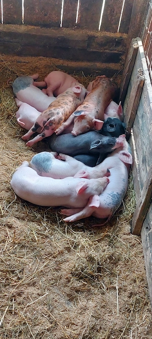 Purceii de vânzare Duroc cu Pietrain și Marele Alb  - imagine 2