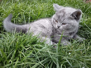 Puiuti British shorthair - imagine 3