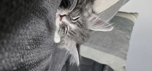 Pisicuti Maine Coon Craiova