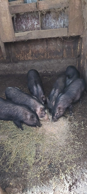 Vietnamezi de 5 luni - imagine 2