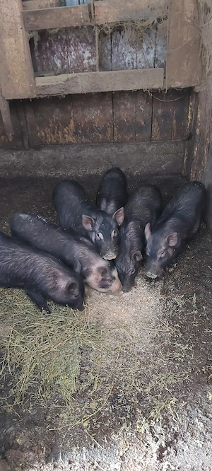 Vietnamezi de 5 luni