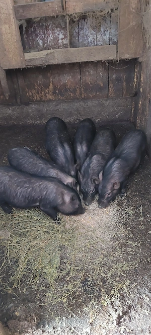 Vietnamezi de 5 luni - imagine 3