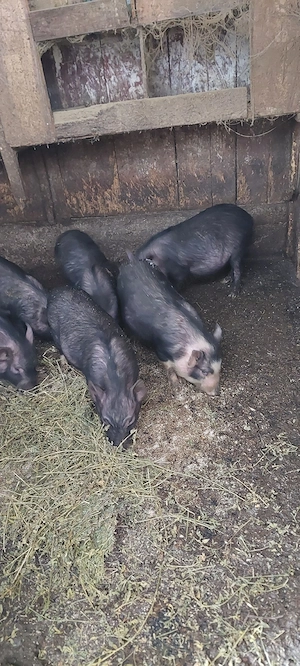 Vietnamezi de 5 luni - imagine 4