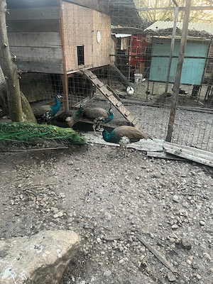 Păuni standard - imagine 3