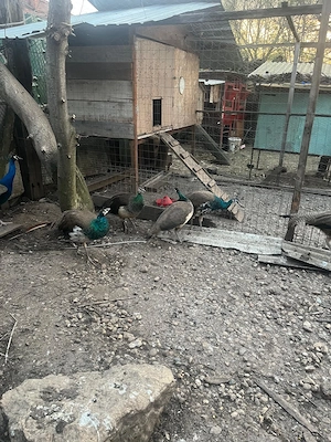 Păuni standard - imagine 2