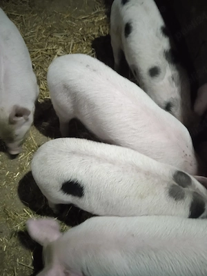 purcei de vânzare  - imagine 2