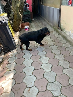 vand 5 baietei de rottwailer