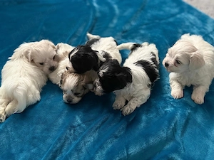 vand pui de bichon maltez  - imagine 2