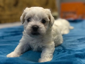 vand pui de bichon maltez  - imagine 5