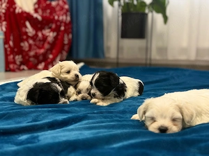 vand pui de bichon maltez  - imagine 3