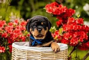 Pui rasa Rottweiler - Forță,  Siguranță  și Loialitate!