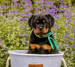 Pui rasa Rottweiler - Forță,  Siguranță  și Loialitate! - imagine 2