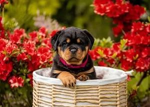 Pui rasa Rottweiler - Forță,  Siguranță  și Loialitate! - imagine 4